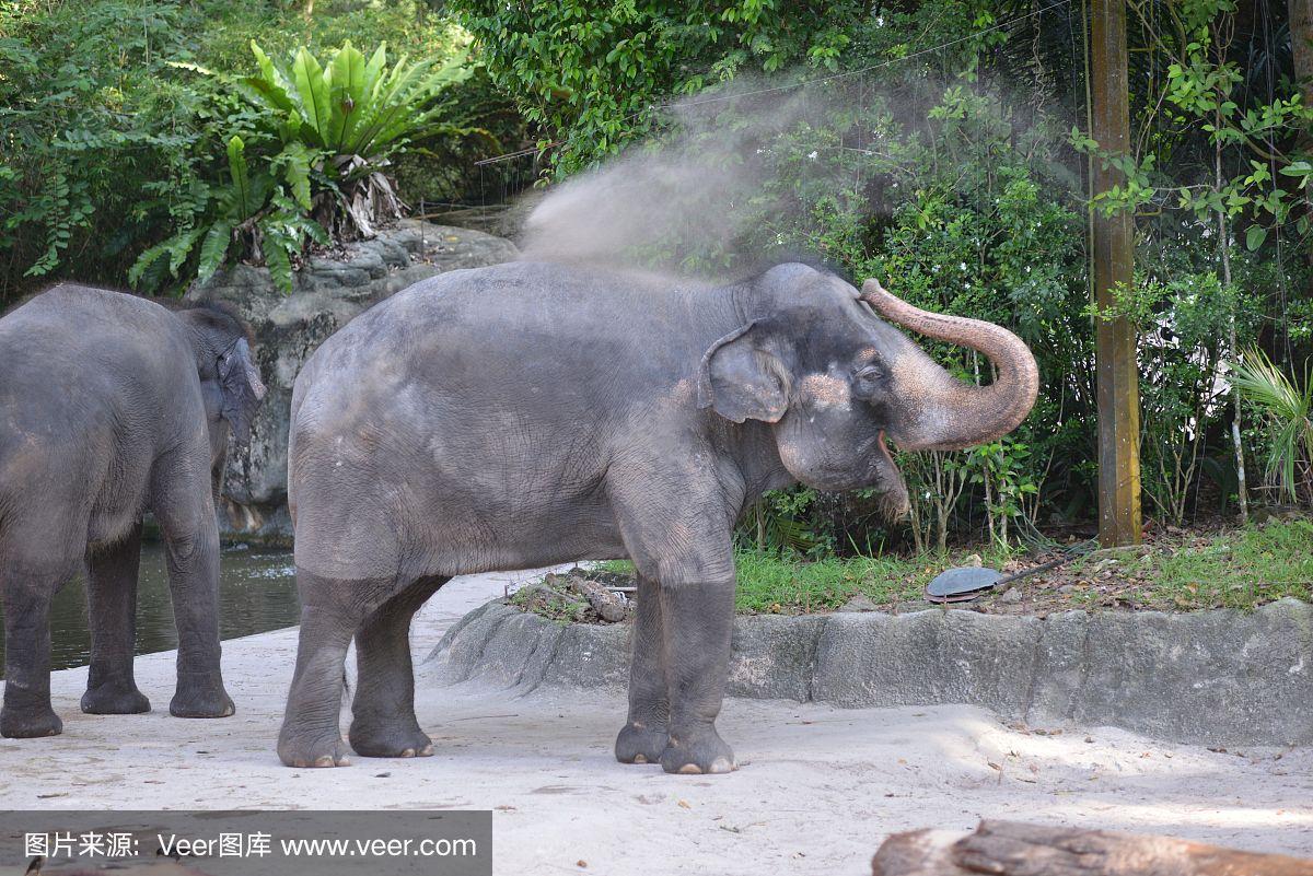 亚博体育官网-河南 大象